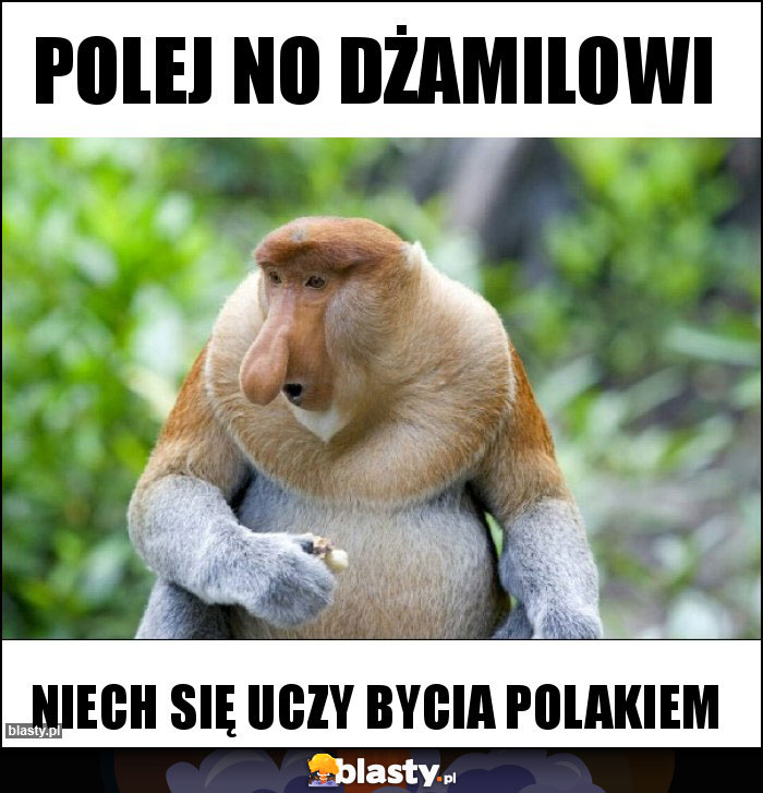 Polej No Dżamilowi Polej No Dżamilowi