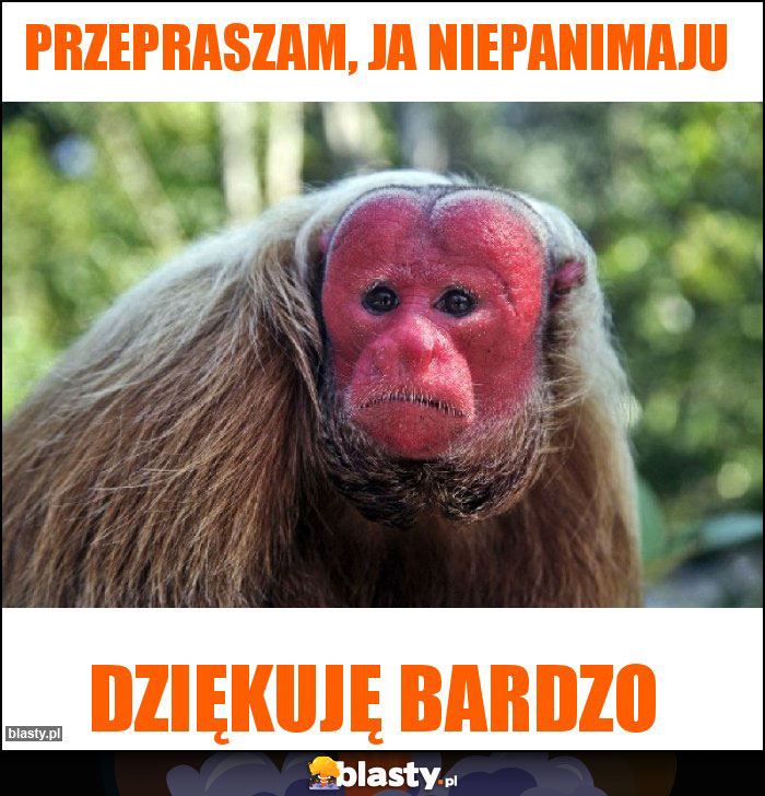 Przepraszam, JA Niepanimaju Przepraszam, JA Niepanimaju