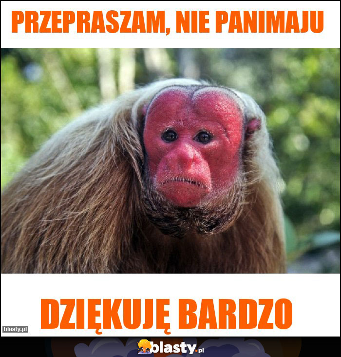 Przepraszam, Nie panimaju Przepraszam, Nie panimaju