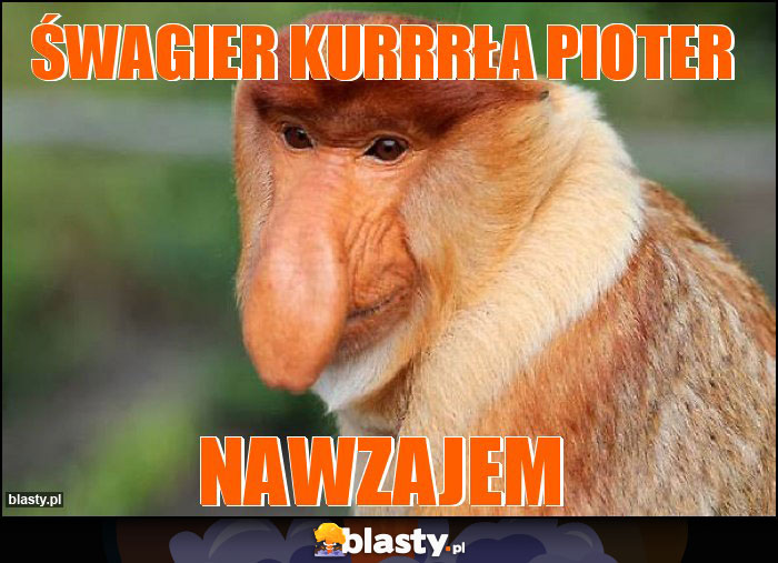 Śwagier kurrrła pioter Śwagier kurrrła pioter