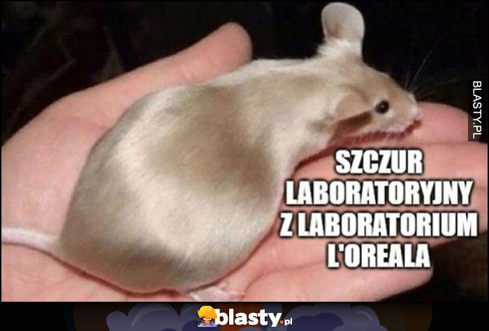 Szczur laboratoryjny z laboratorium L'oreala idealnie gładka sierść