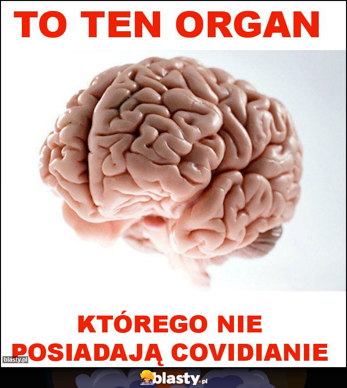 to ten organ to ten organ
