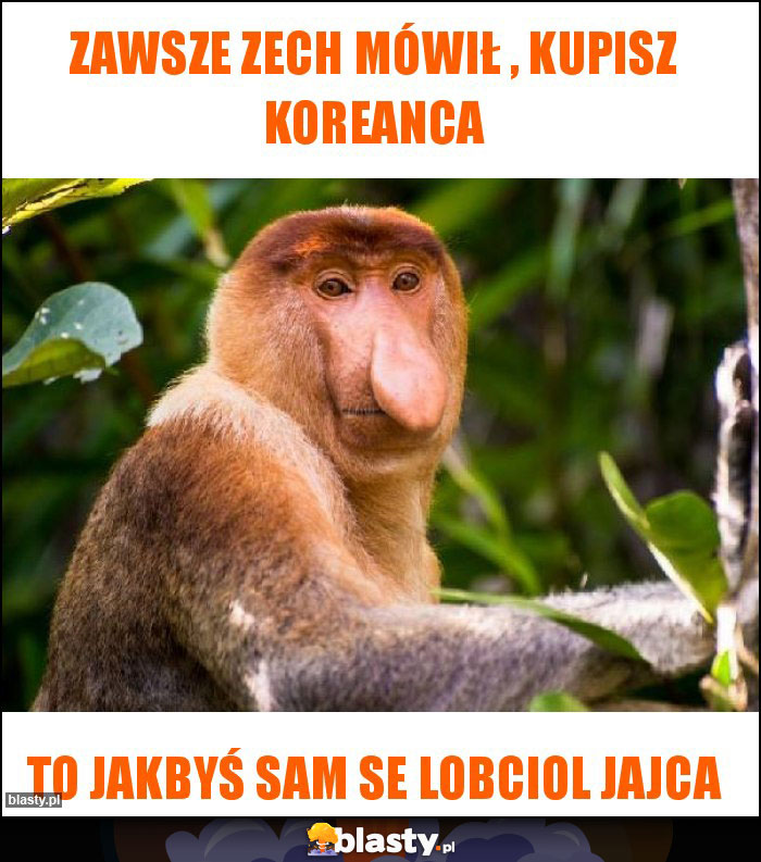 Zawsze zech mówił , kupisz koreanca Zawsze zech mówił , kupisz koreanca