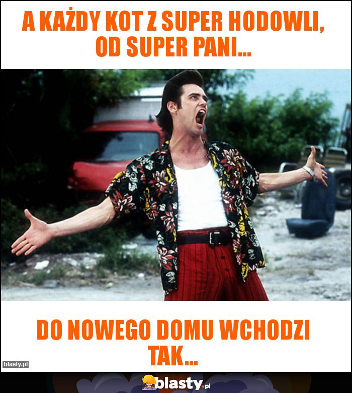 A każdy kot z super hodowli, od super pani... A każdy kot z super hodowli, od super pani...