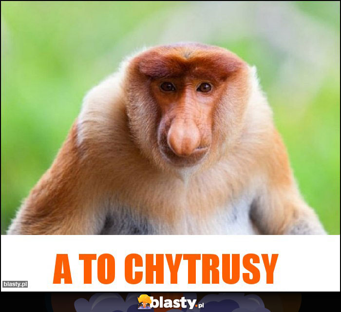 A to chytrusy A to chytrusy