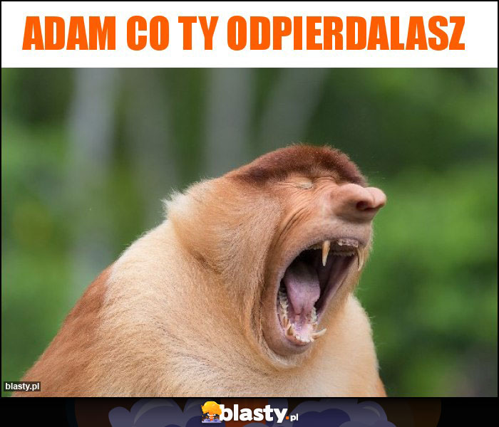 Adam co ty odpierdalasz Adam co ty odpierdalasz