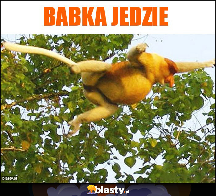 Babka jedzie