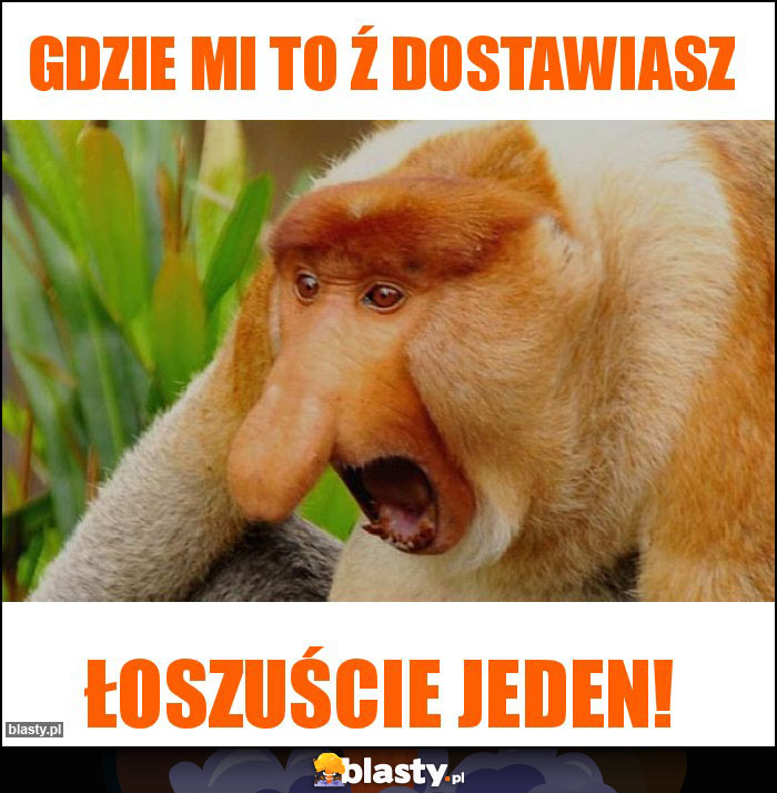 Gdzie mi to ź dostawiasz Gdzie mi to ź dostawiasz