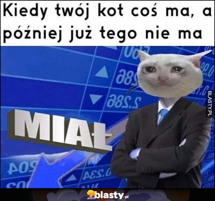 Kiedy twój kot coś, ma a później już tego nie ma miał