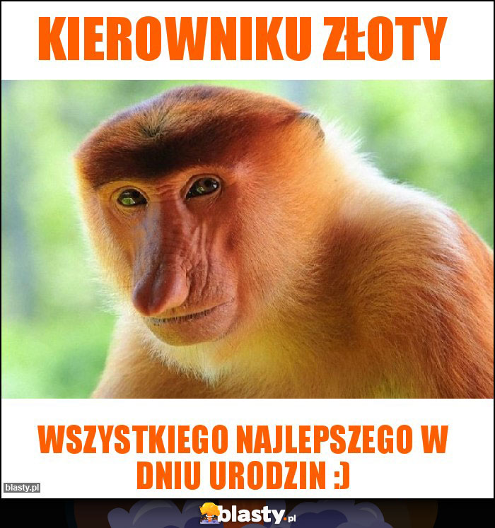 Kierowniku złoty Kierowniku złoty