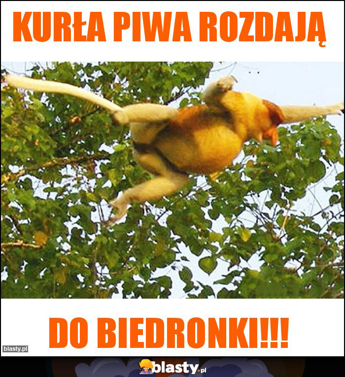 Kurła piwa rozdają Kurła piwa rozdają