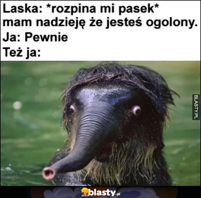 Laska *rozpina mi pasek*: am nadzieję, że jesteś ogolony, ja: pewnie, też ja: nieogolony