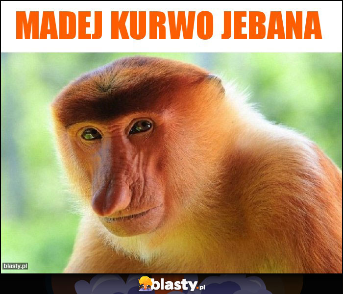 Madej kurwo jebana