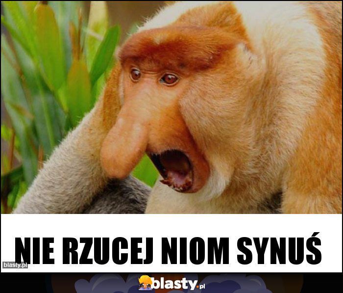 NIE RZUCEJ NIOM SYNUŚ NIE RZUCEJ NIOM SYNUŚ