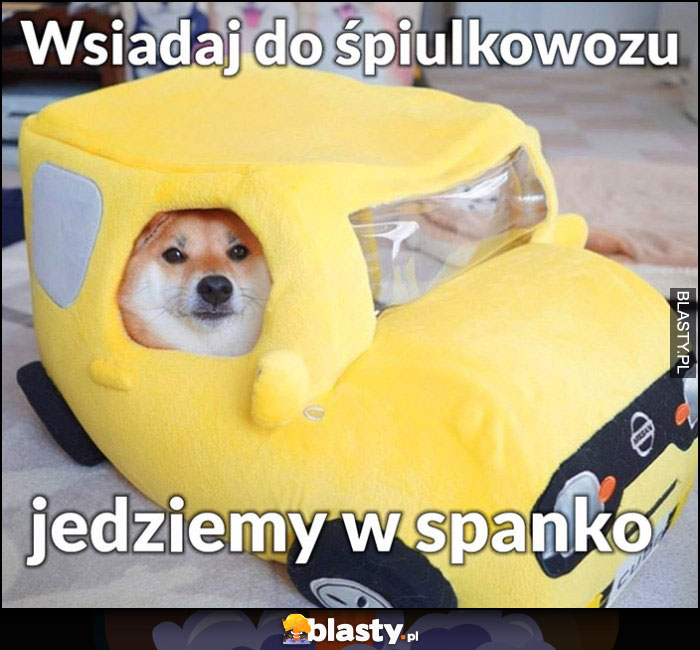 Pies pieseł doge wsiadaj do śpiulkowozu jedziemy w spanko