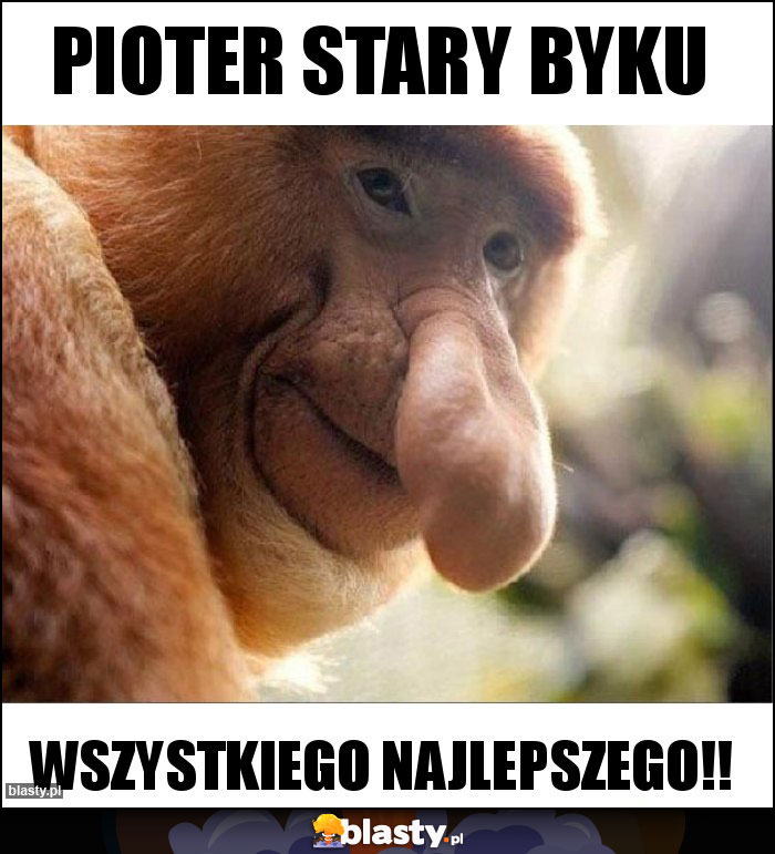 Pioter stary byku Pioter stary byku