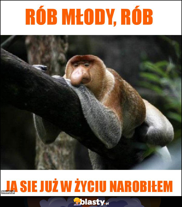 RÓB MŁODY, RÓB RÓB MŁODY, RÓB