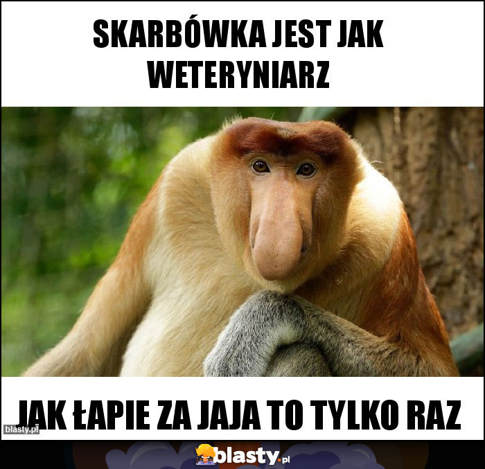 skarbówka jest jak weteryniarz skarbówka jest jak weteryniarz