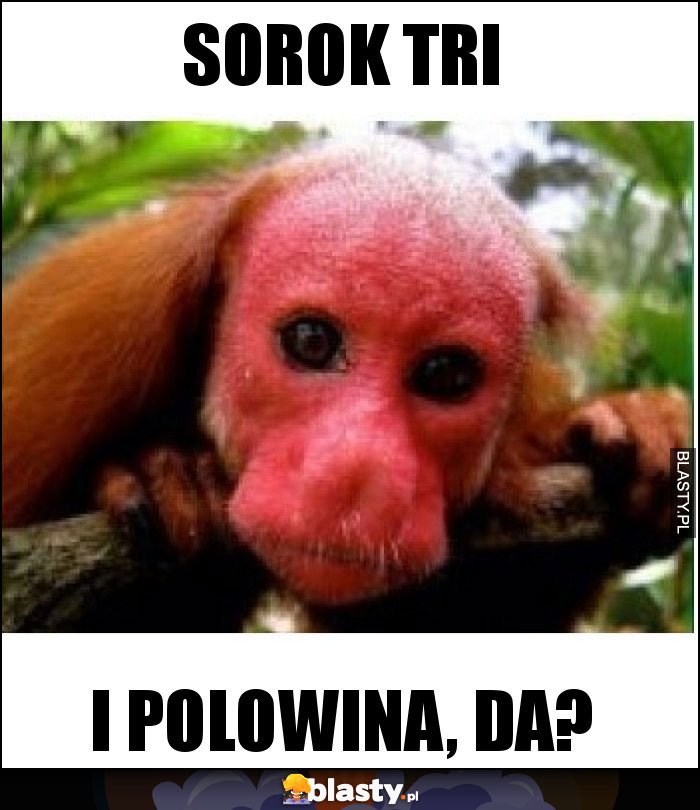 SOROK TRI