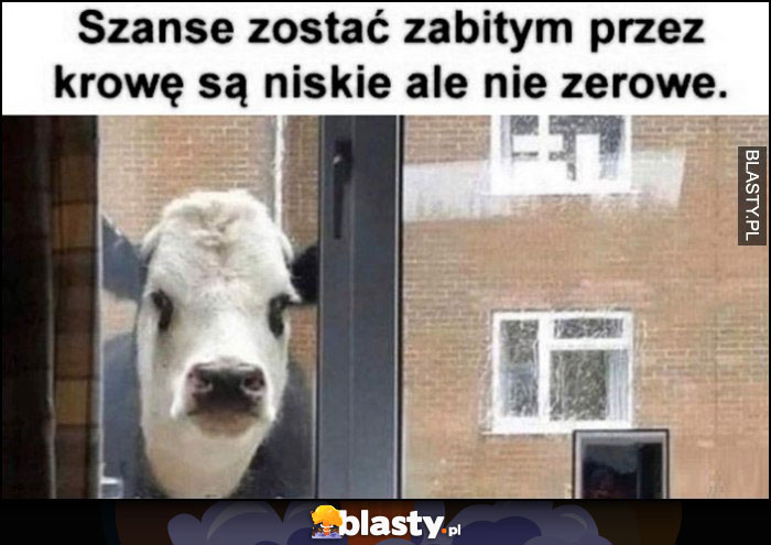 Szanse zostać zabitym przez krowę są niskie ale nie zerowe