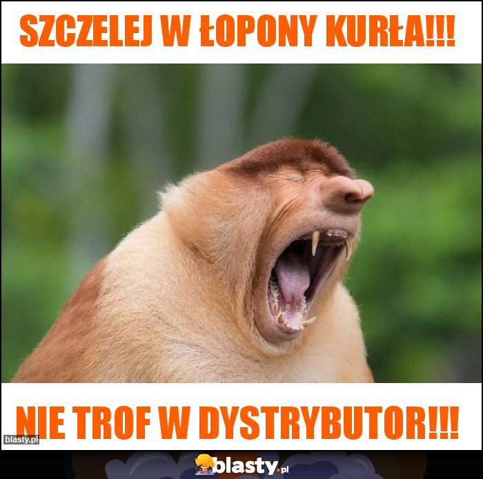 Szczelej w łopony kurła!!! Szczelej w łopony kurła!!!
