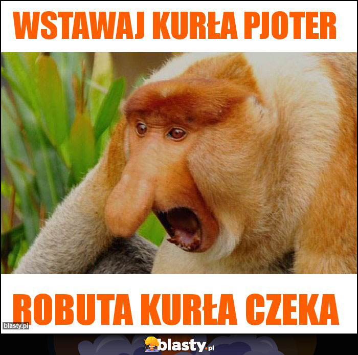 WSTAWAJ KURŁA PJOTER WSTAWAJ KURŁA PJOTER
