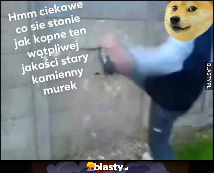 Ciekawe co się stanie jak kopnę ten wątpliwej jakości stary kamienny murek pies pieseł doge