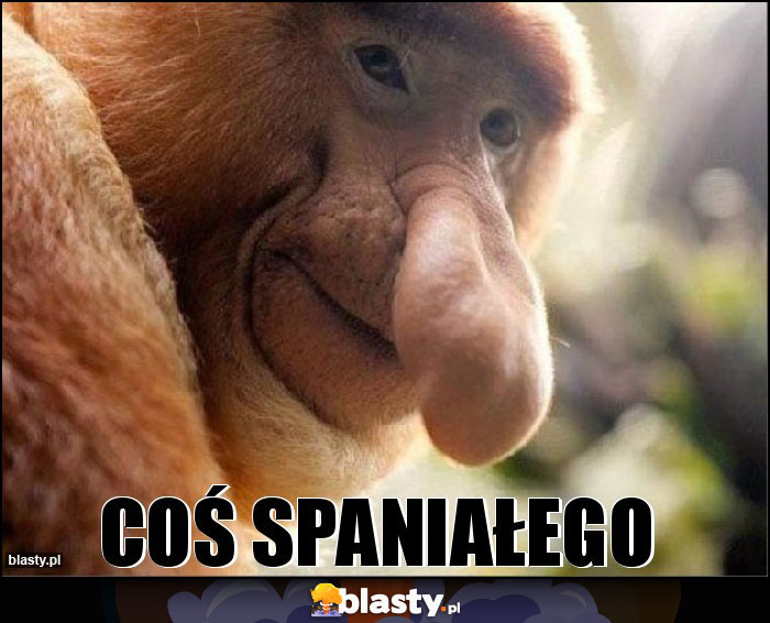 COŚ SPANIAŁEGO COŚ SPANIAŁEGO