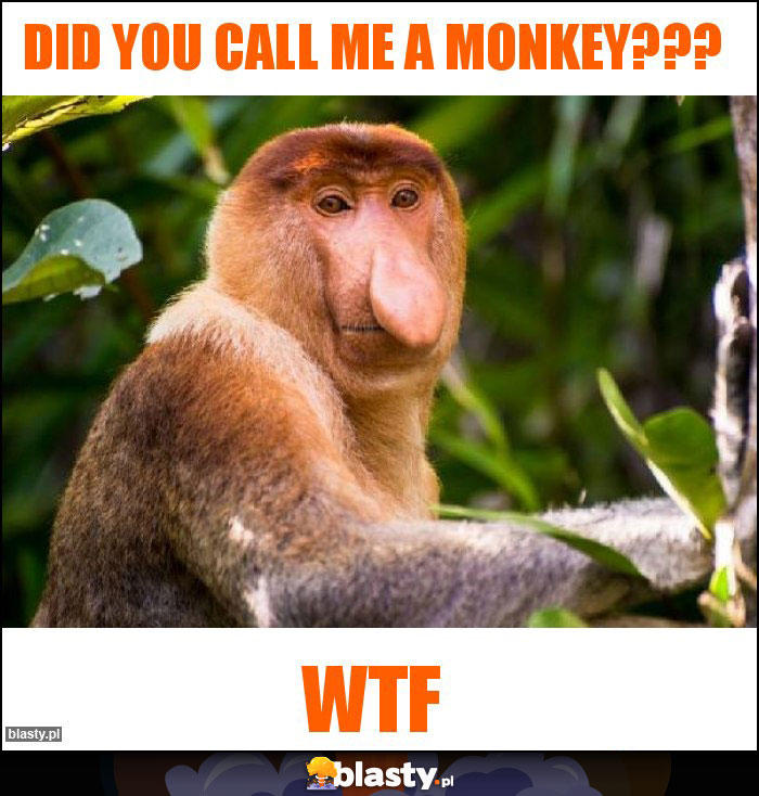 Did you call me a monkey??? Did you call me a monkey???