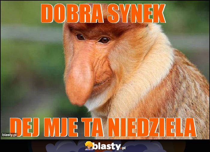 Dobra synek