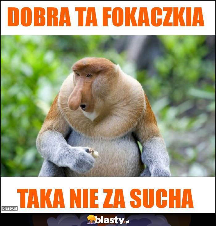 Dobra ta fokaczkia Dobra ta fokaczkia