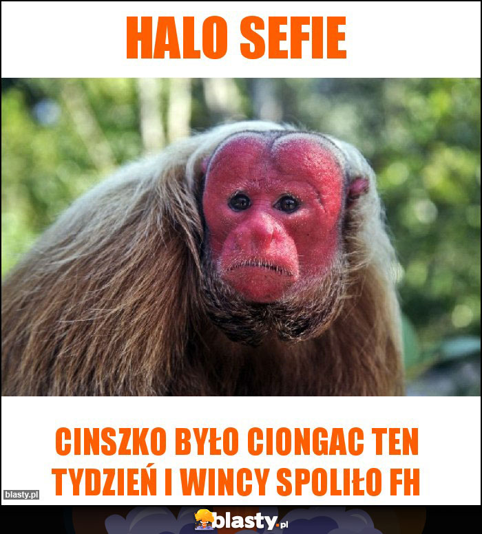 Halo sefie Halo sefie