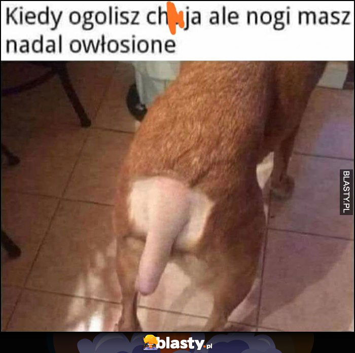 Kiedy golisz członka ale nogi masz nadal owłosione wygolony ogon psa