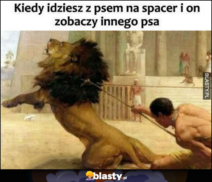 Kiedy idziesz z psem na spacer i on zobaczy innego psa facet trzyma lwa