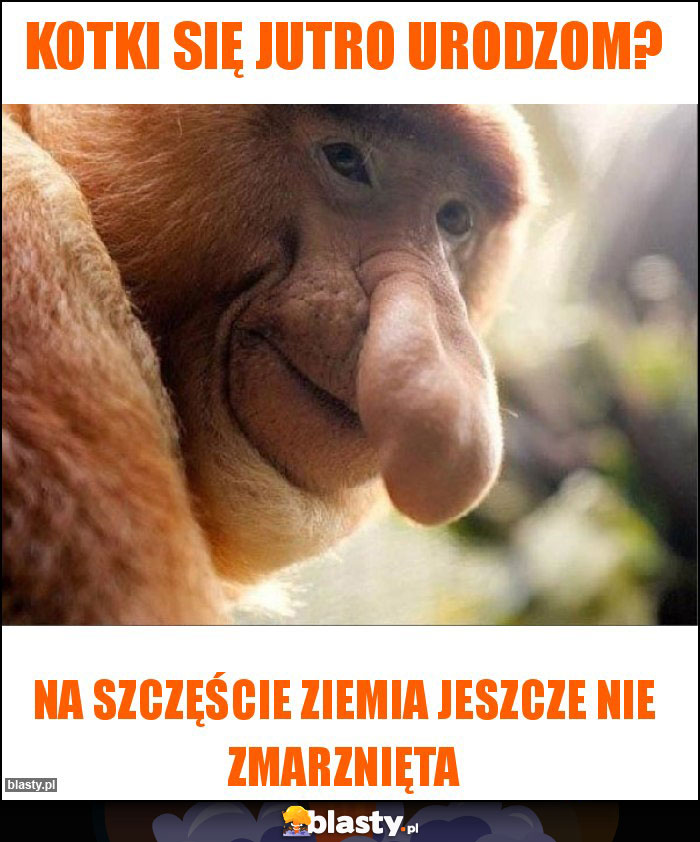 Kotki się jutro urodzom? Kotki się jutro urodzom?
