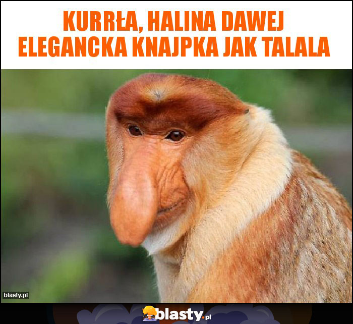 kurrła, Halina dawej elegancka knajpka jak talala kurrła, Halina dawej elegancka knajpka jak talala