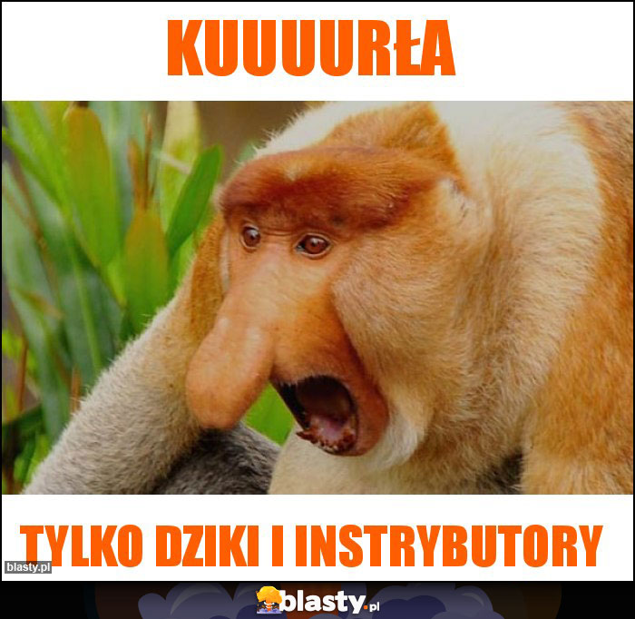 kuuuurła