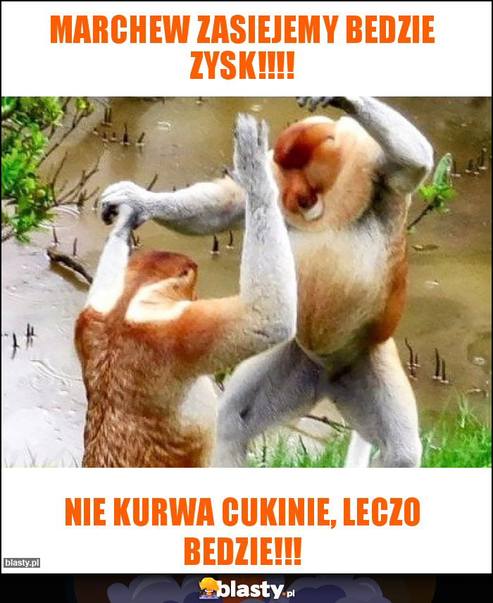 Marchew zasiejemy bedzie zysk!!!! Marchew zasiejemy bedzie zysk!!!!