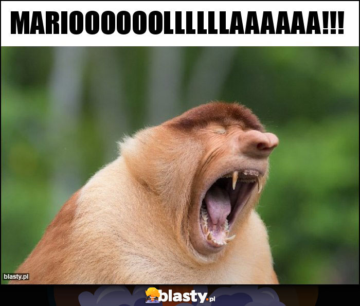 Marioooooollllllaaaaaa!!! Marioooooollllllaaaaaa!!!