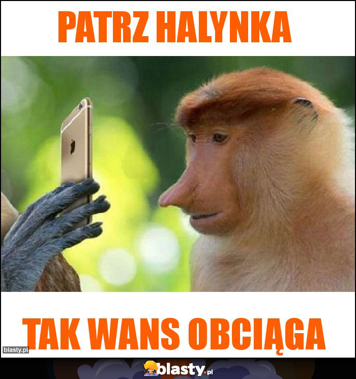 Patrz halynka Patrz halynka