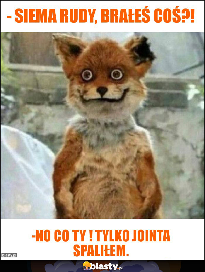 - Siema Rudy, brałeś coś?! - Siema Rudy, brałeś coś?!