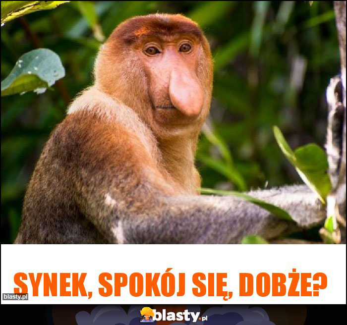 Synek, spokój się, dobże?