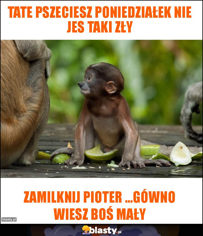 Tate pszeciesz poniedziałek nie jes taki zły Tate pszeciesz poniedziałek nie jes taki zły