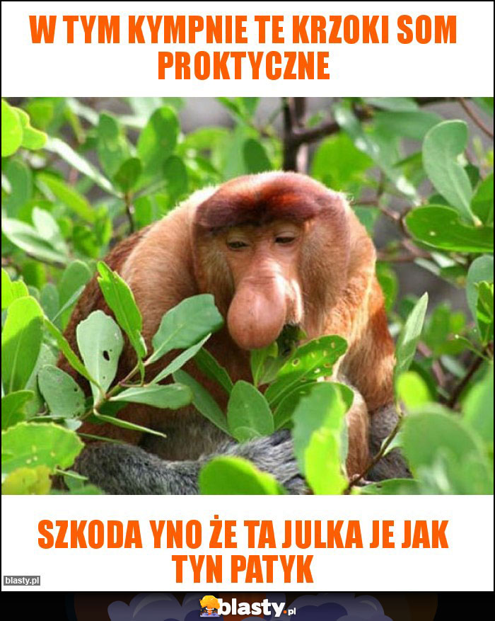 W tym kympnie te krzoki som proktyczne W tym kympnie te krzoki som proktyczne