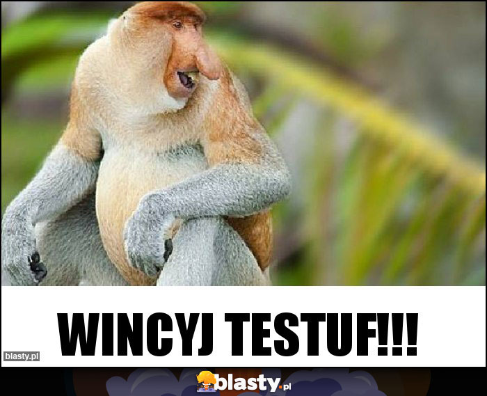 Wincyj testuf!!! Wincyj testuf!!!