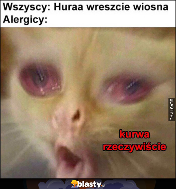 Wszyscy: huraa wreszcie wiosna, alergicy: kurna rzeczywiście kot