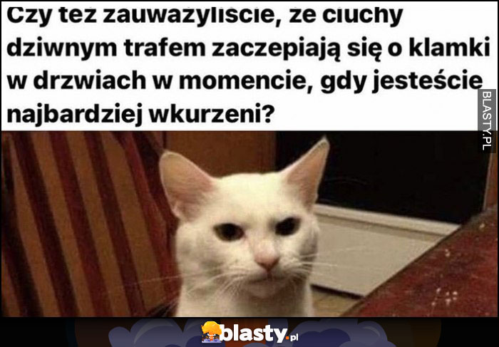 Zauważyliście że ciuchy dziwnym trafem zaczepiają się o klamki w momencie gdy jesteście najbardziej wkurzeni? kot