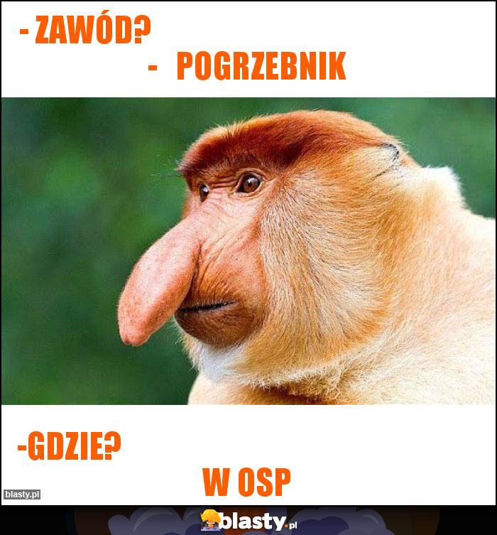 - Zawód? - Pogrzebnik - Zawód? - Pogrzebnik