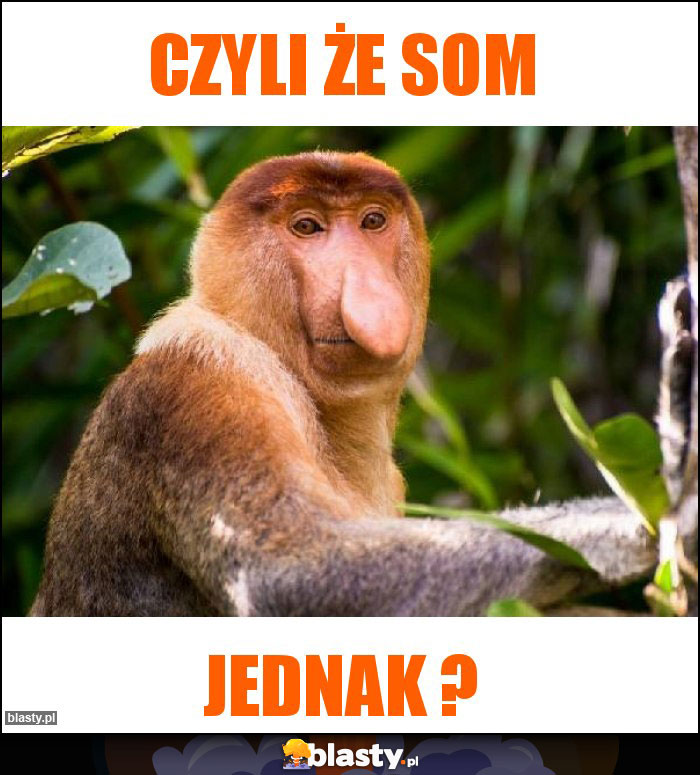 czyli że som czyli że som