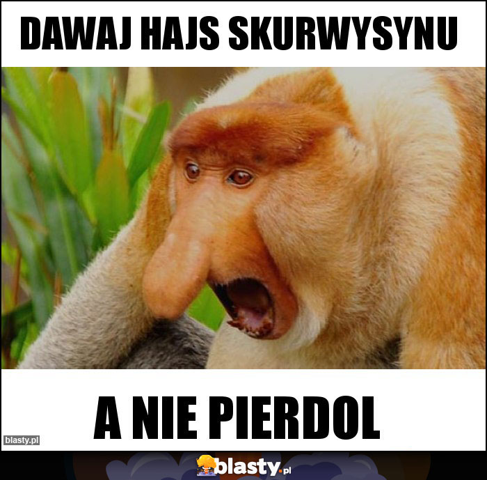 Dawaj hajs skurwysynu Dawaj hajs skurwysynu